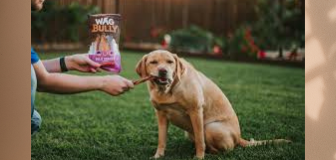 Bully Sticks for Dogs: 7 Reasons they're the Best Chew Treat