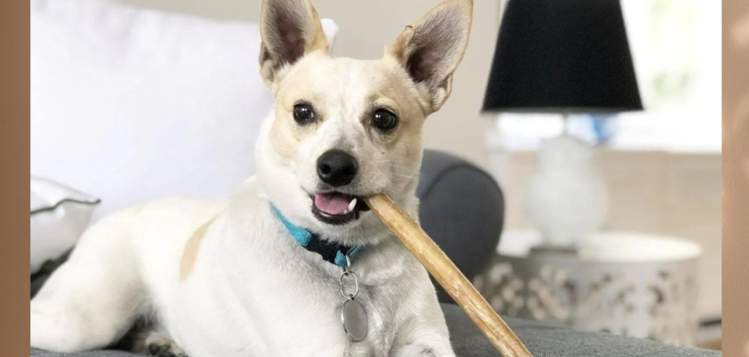 How to Choose the Right Bully Stick for Your Dog