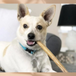 How to Choose the Right Bully Stick for Your Dog