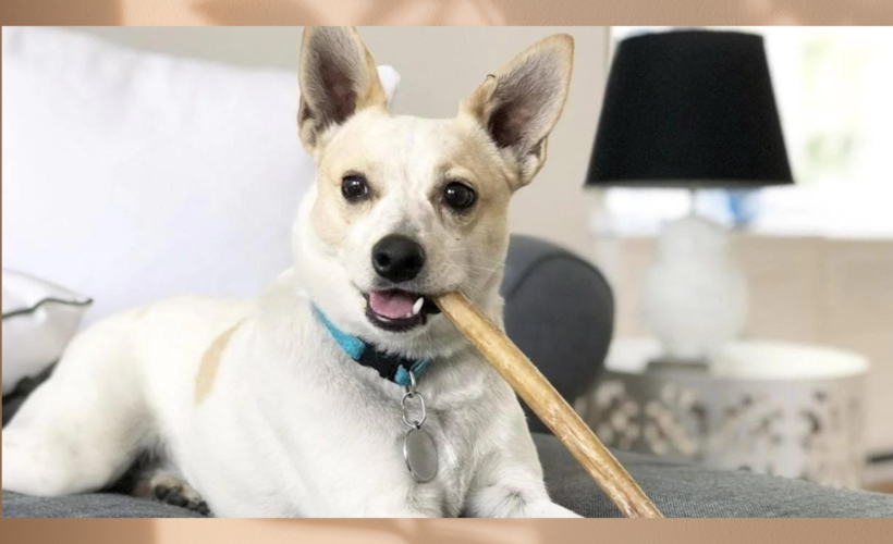 How to Choose the Right Bully Stick for Your Dog